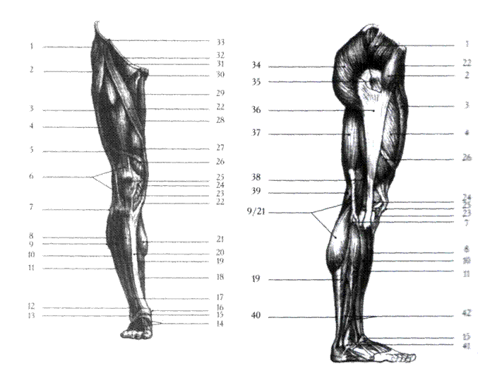 Часть ноги на б. Схема ноги человека. Нижняя часть ноги. Анатомия бедра человека. Мышцы нижних конечностей рисунок.
