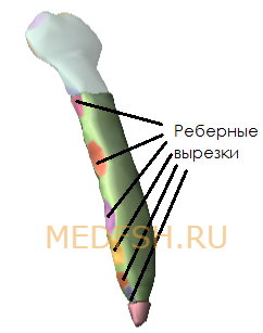 Тело грудины и мечевидный отросток, строение