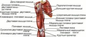 мышцы плеча