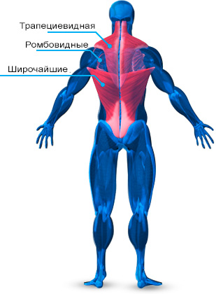 anatomiya-mishc-spiny