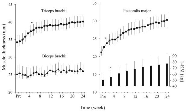time course of changes in muscle thickness over time