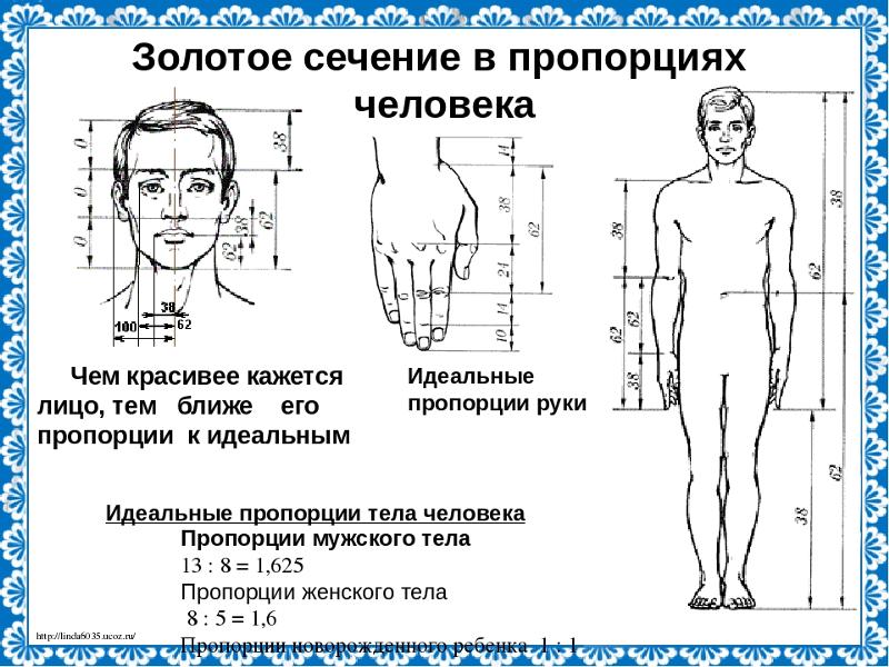 Длина человека. Золотое сечение человека пропорции. Пропорции золотого сечения в теле человека. Золотое сечение пропорция тела. Пропорции лица человека Фибоначчи.