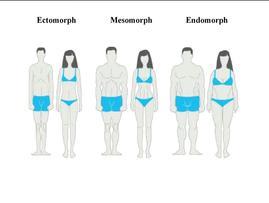 Эктоморф мезоморф и эндоморф фото