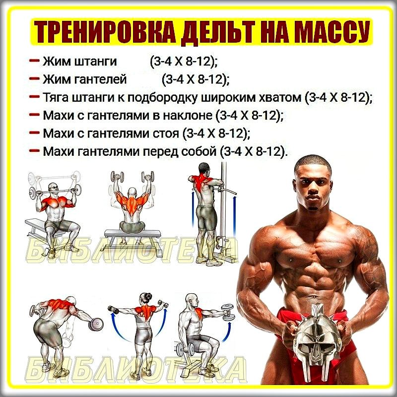 Рост мышц сколько дней. Тренировка плеч в тренажерном зале для мужчин программа. Программы тренировок для набора мышечной массы в картинках. Упражнения на плечи в тренажерном зале для мужчин на массу. Базовые упражнения для набора мышечной массы.