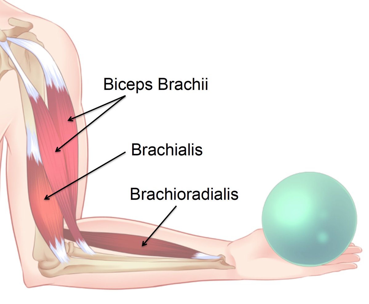 Biceps brachii мышца