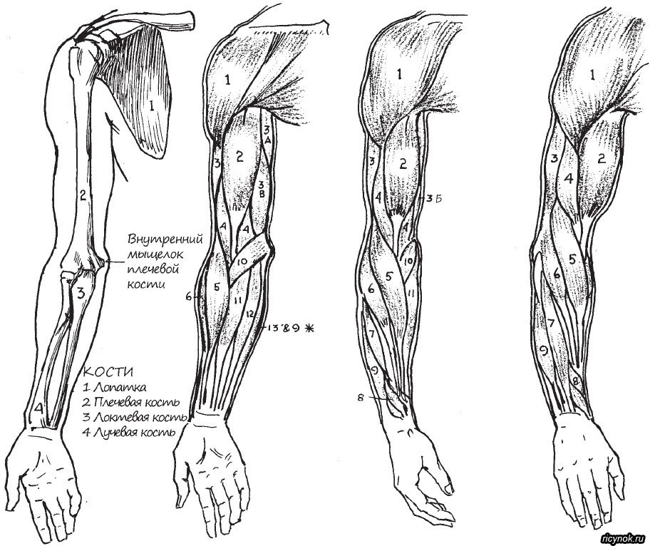 Строение человека плечо и предплечье рисунок с подписями