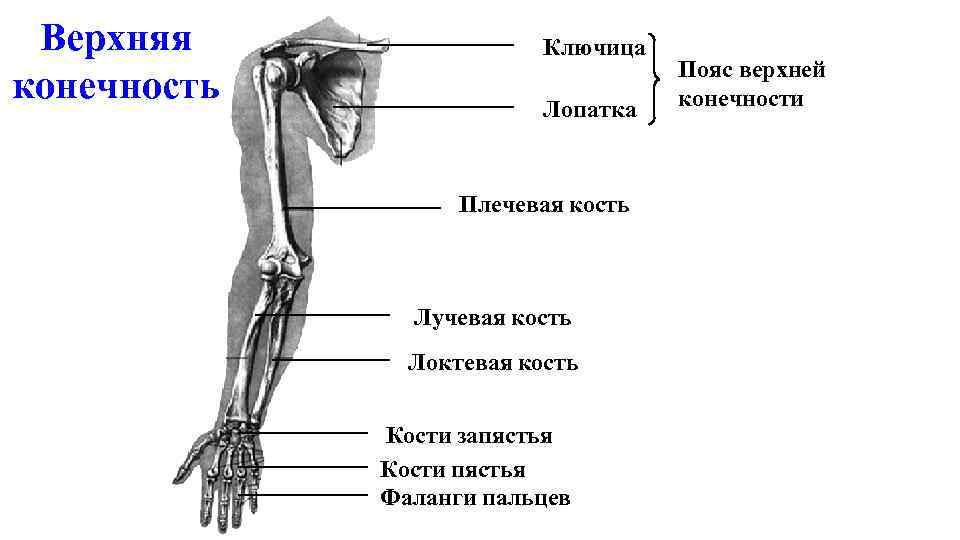 Скелет руки человека фото с описанием костей