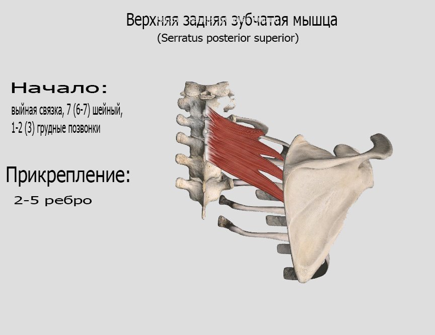 Задняя зубчатая мышца спины фото