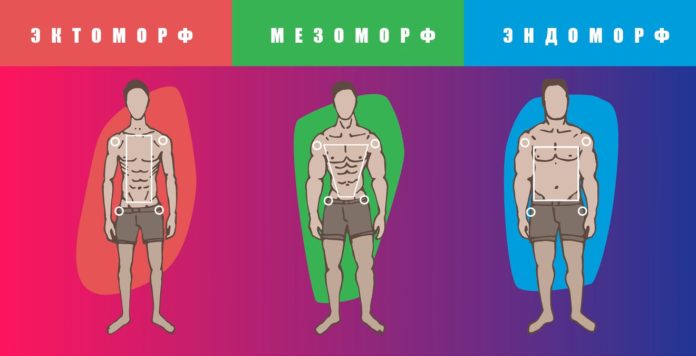 Типы телосложений мужчин: эктоморф, эндоморф, мезоморф