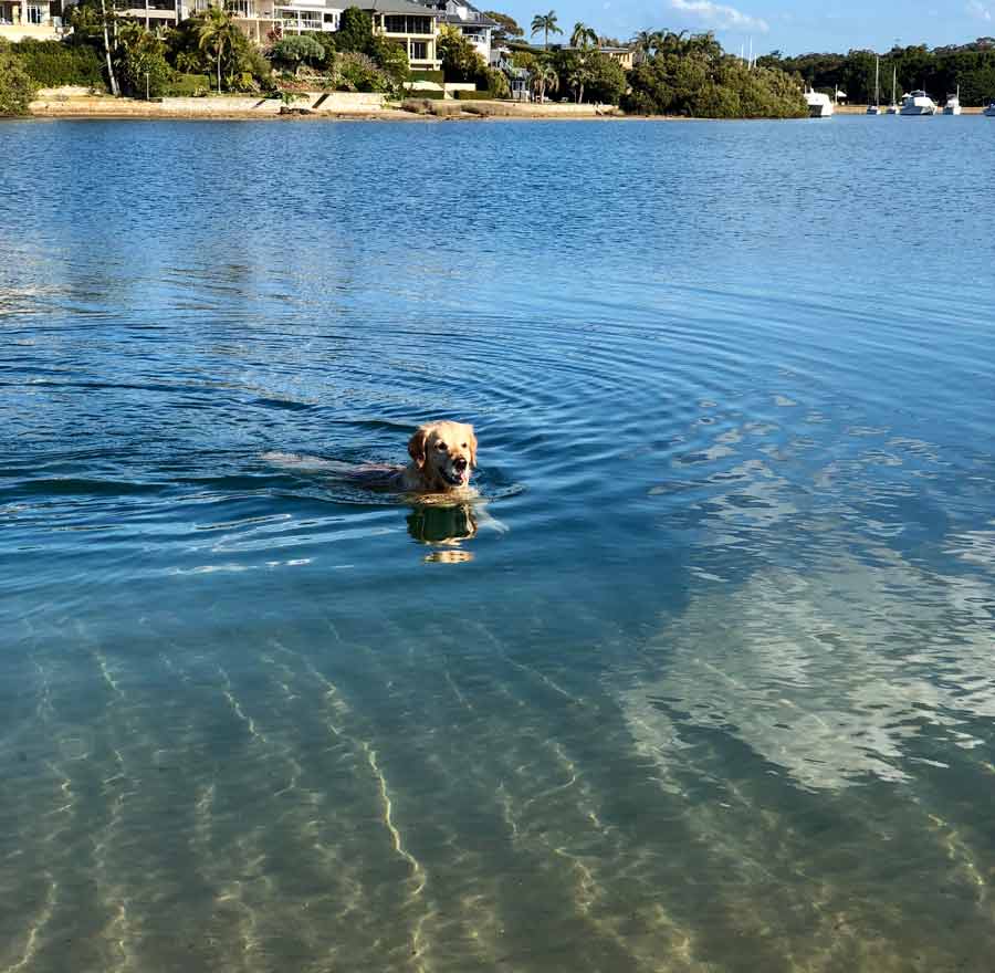 Dozer the golden retriever dog swimming rehab - therapy 