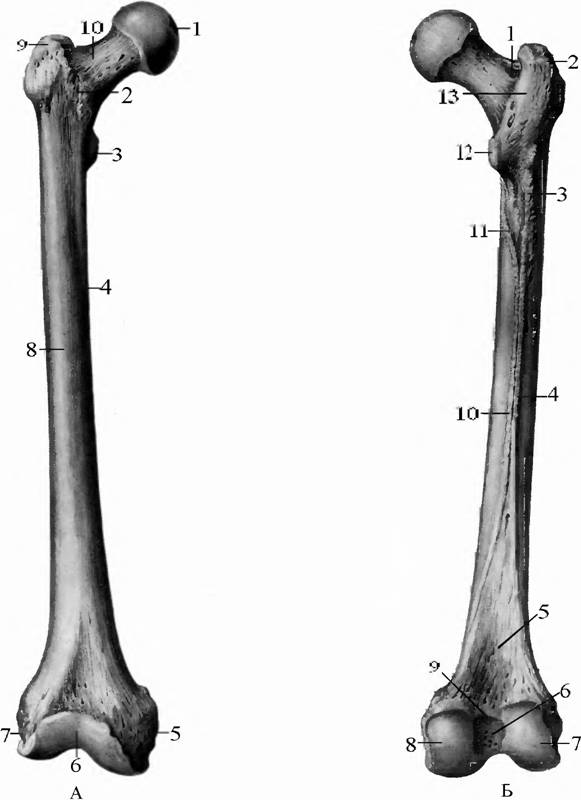 Под каким номером на рисунке обозначена бедренная кость