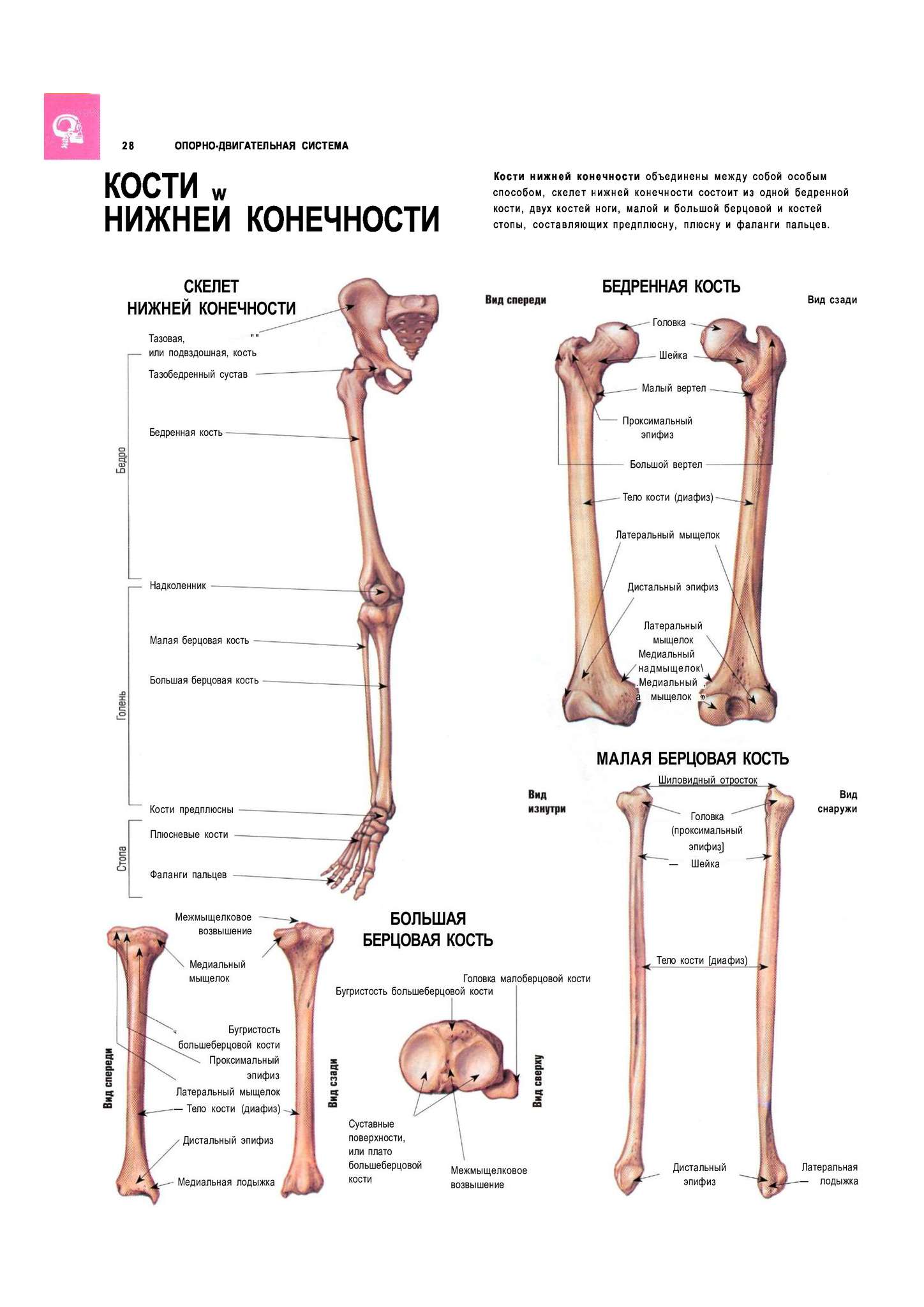 Кости нижних конечностей человека анатомия на латыни