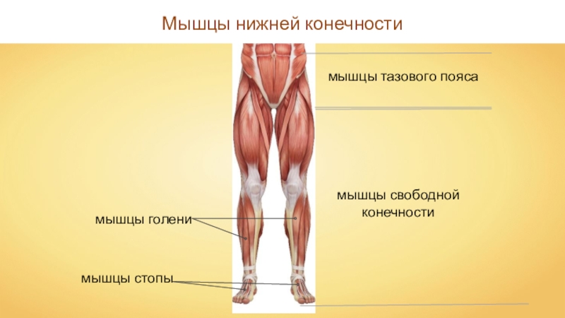 Мышцы нижних конечностей схема