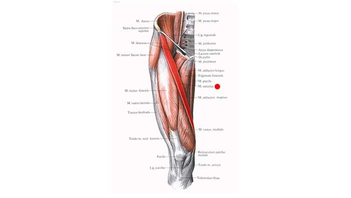 портняжная мышца анатомия