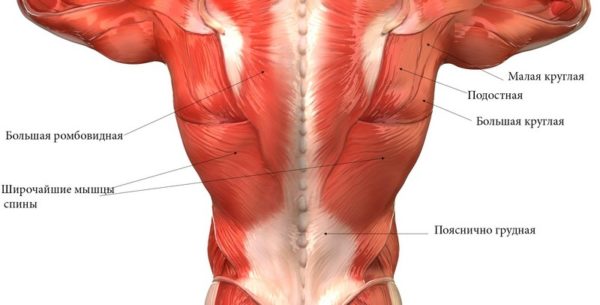 Мышечный корсет спины