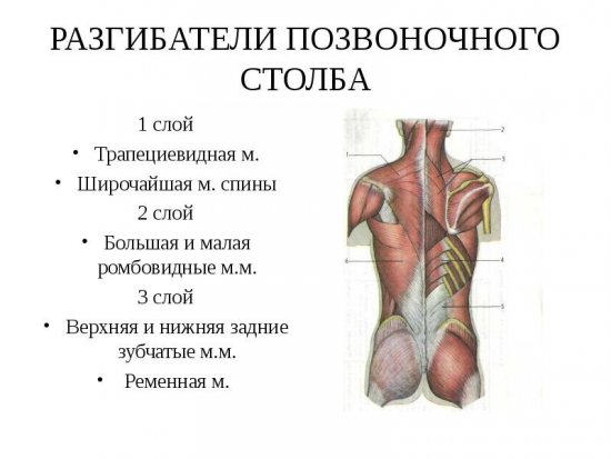 Мышцы-разгибатели спины