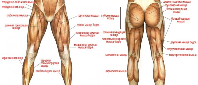 Тренировка ног для мужчин в тренажерном