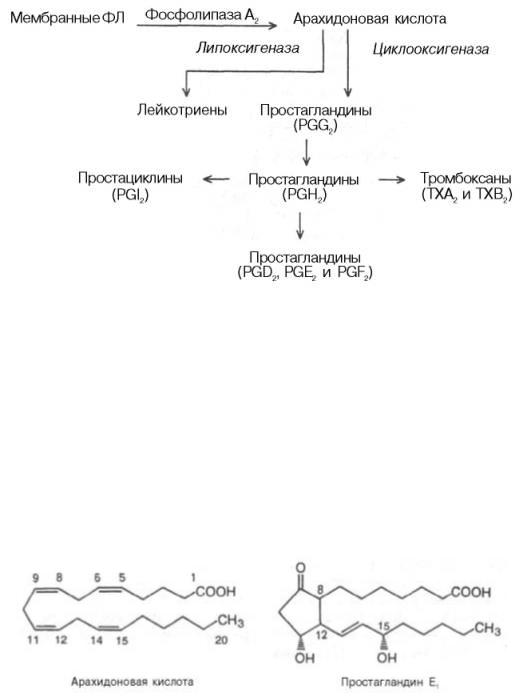 Формула арахидоновой кислоты