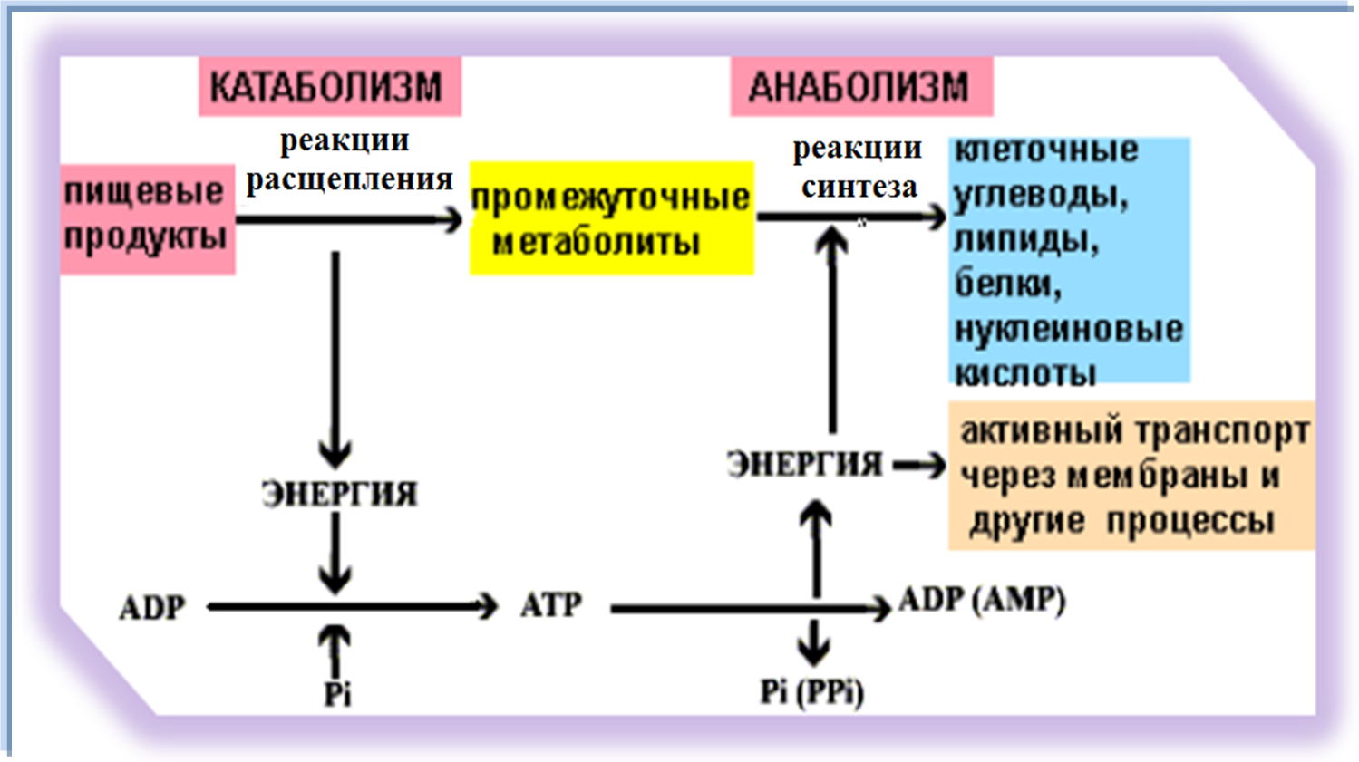 В качестве обмена есть. Схема этапы катаболизма веществ. Стадии метаболизма схема. Взаимосвязь анаболизма и катаболизма схема. Обмен веществ.основные процессы обмена веществ в организме..