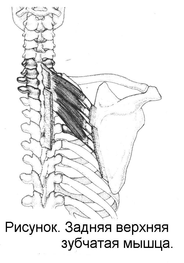 Задняя зубчатая мышца спины фото
