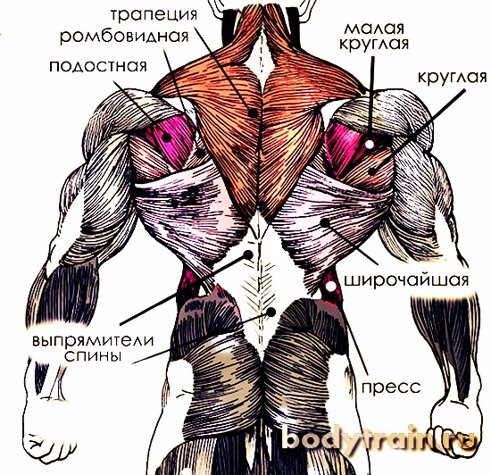 Квадратная мышца спины фото