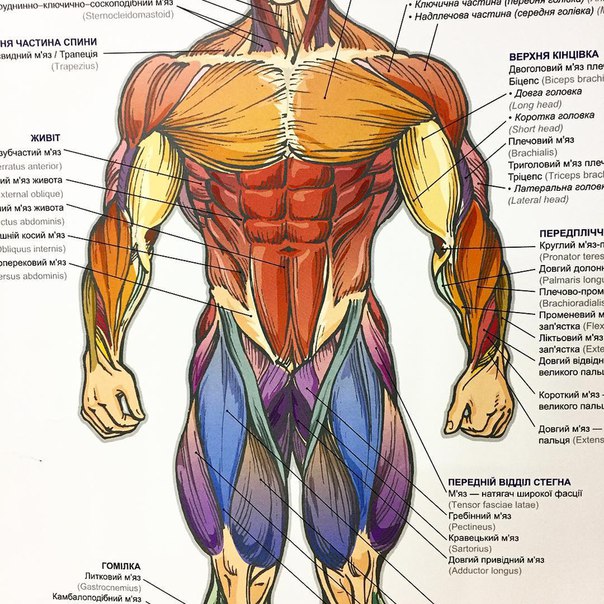 Выбери какая мышца на рисунке отмечена цифрой 4