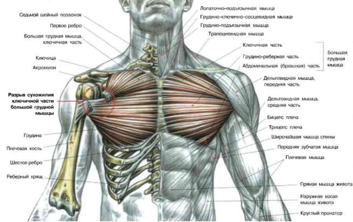 как накачать нижнюю часть грудных мышц