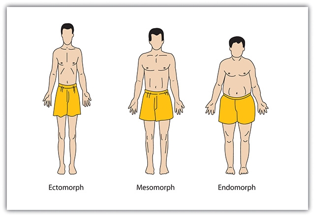 типы телосложения человека анатомия