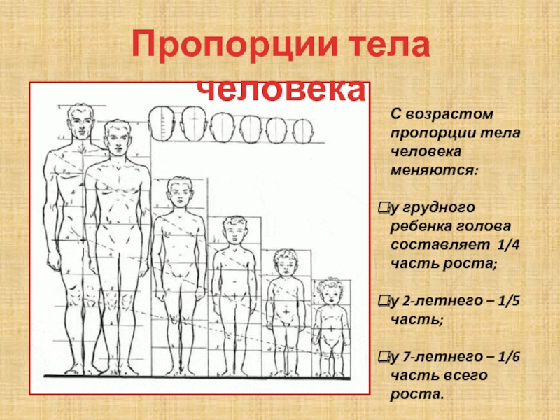 Что такое пропорции в рисунке