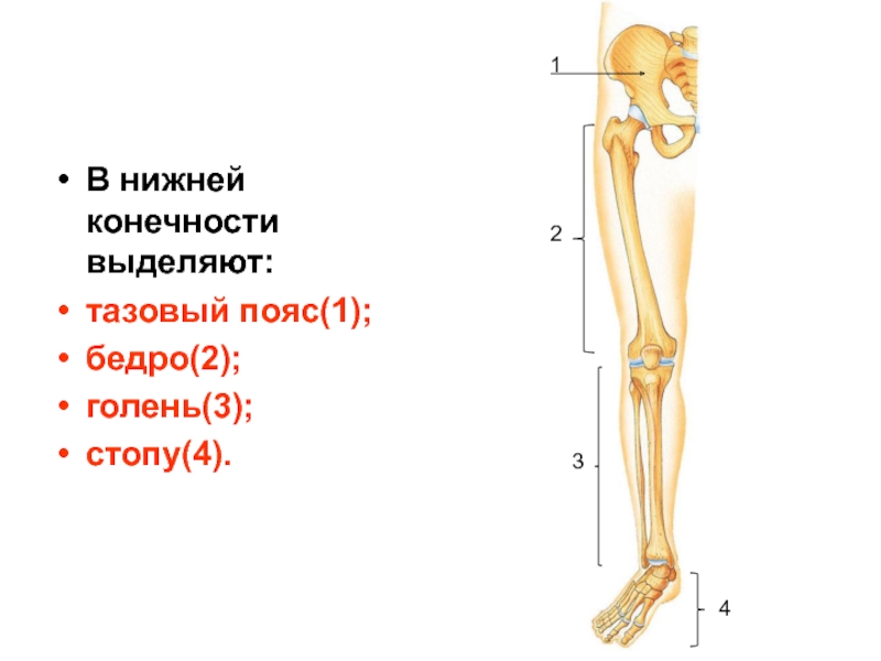 Нижний отдел. Кости пояса нижних конечностей человека анатомия. Отделы скелета нижней конечности. Скелет нижней конечности человека. Пояс нижних конечностей человека анатомия.