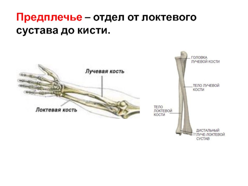 Кость предплечья человека фото