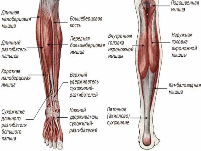 Группы мышц голени. Анатомия мышц голени передняя группа. Латеральные мышцы голени вид сбоку. Мышцы голени задняя группа анатомия. Передняя большеберцовая мышца голени.