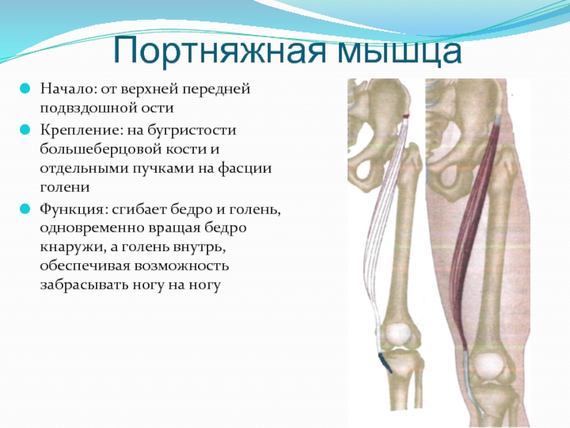 Портняжная мышца фото