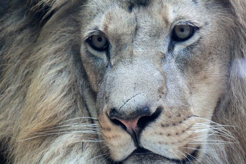 Handsome African male lion close-up stock images