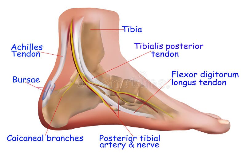 Anatomy of Ankle vector illustration