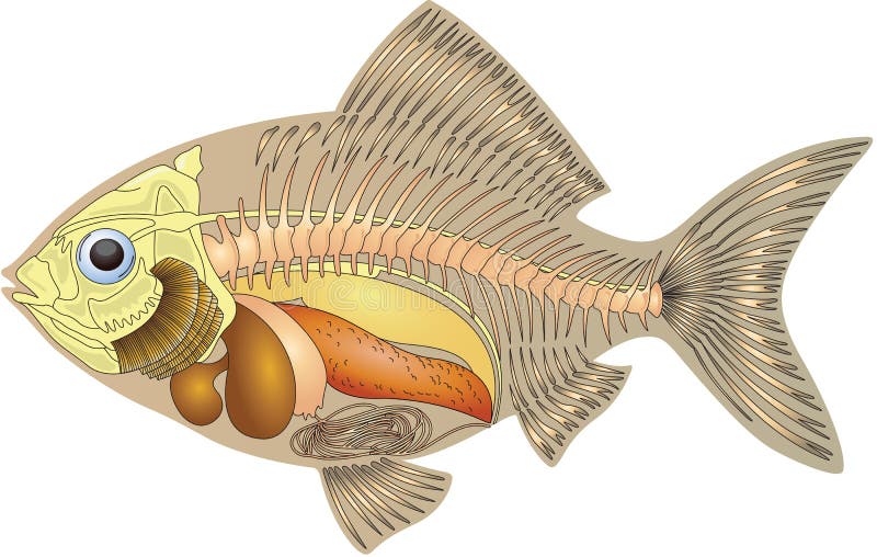 Anatomy of a fish royalty free illustration