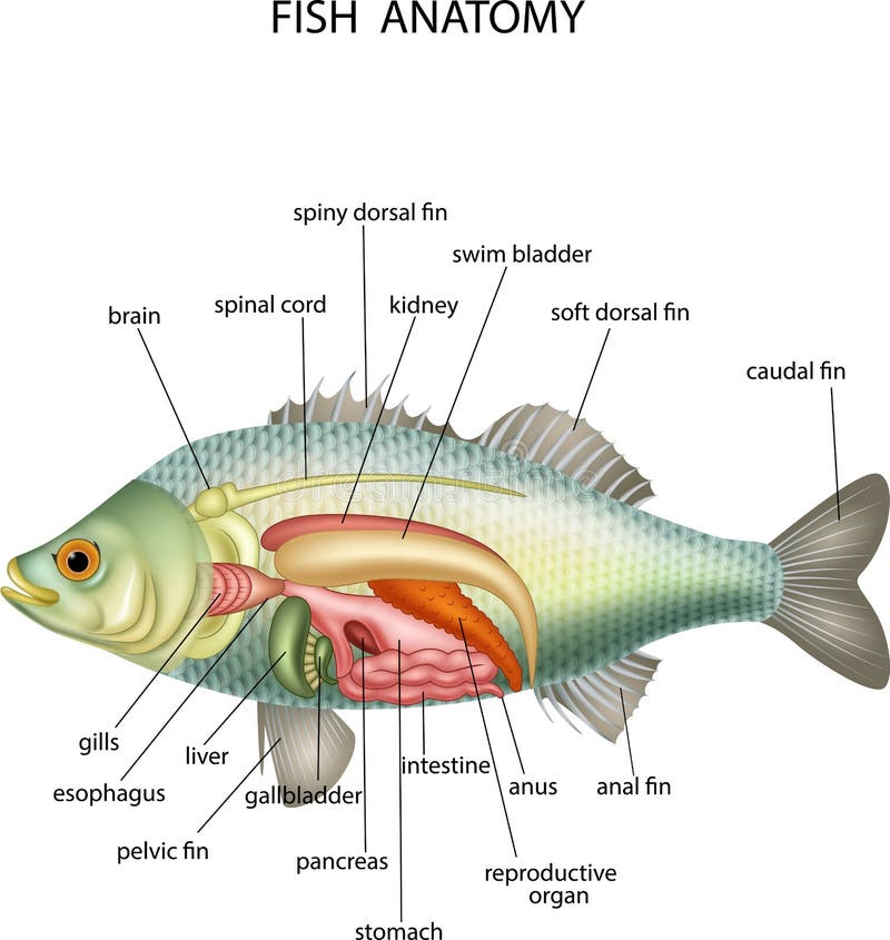 Anatomy of fish vector illustration