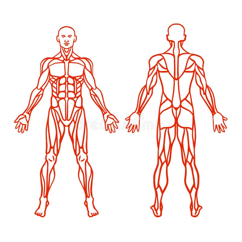 Anatomy of male muscular system, exercise and muscle guide. vector illustration