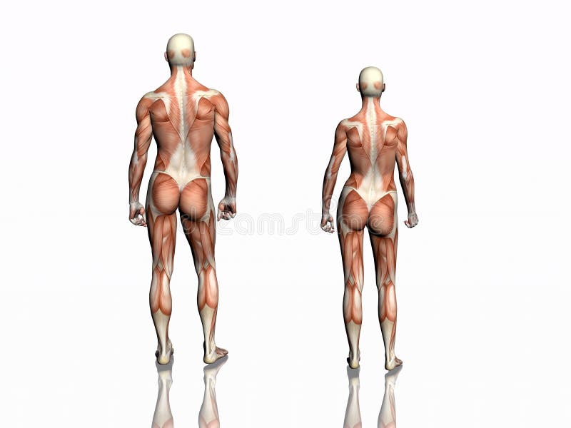 Anatomy of man and woman. royalty free illustration