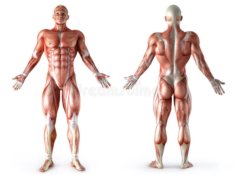 Anatomy, muscles vector illustration