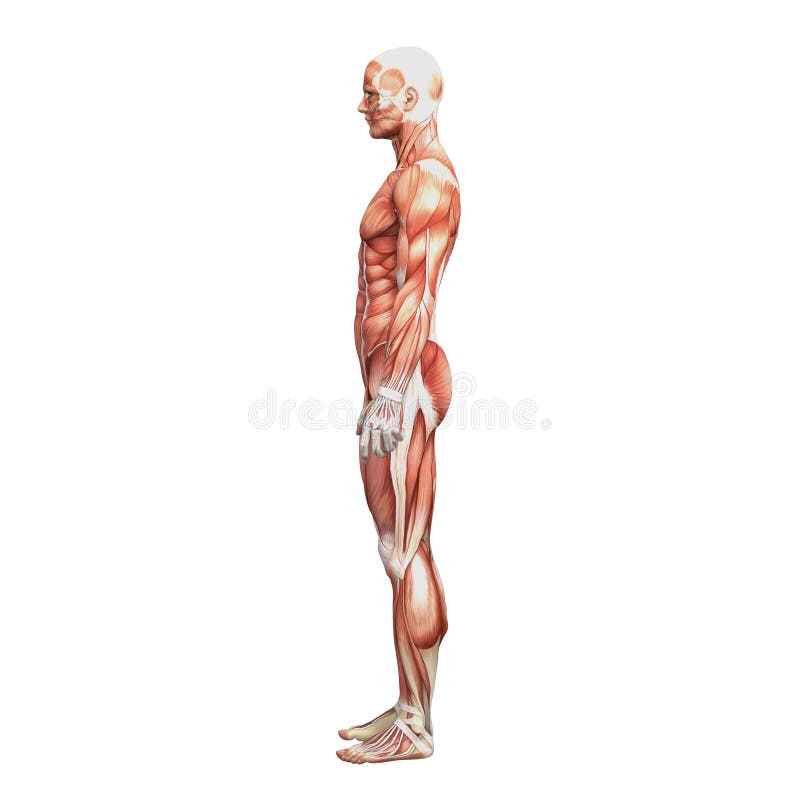 Athletic male human anatomy and muscles royalty free illustration