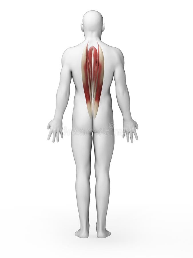 Back muscles. 3d rendered illustration - human back muscles vector illustration