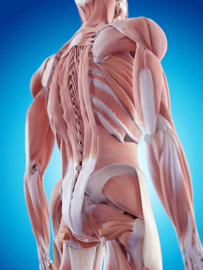 The back muscles. Medically accurate illustration of the back muscles vector illustration