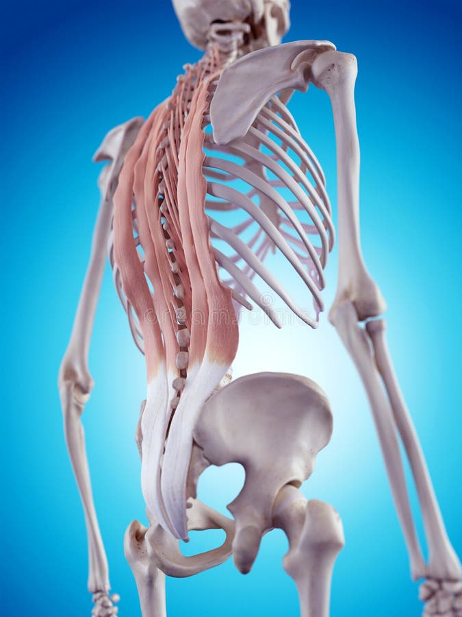 The back muscles. Medically accurate illustration of the back muscles stock illustration