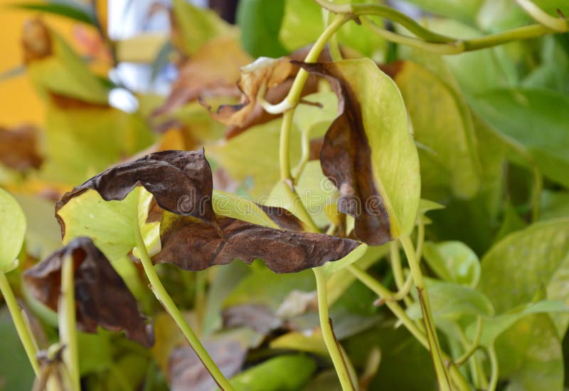 Betel leaf burn to dark by hot summer sunlight royalty free stock photography