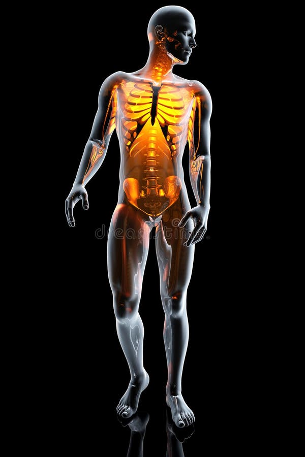 3D Anatomy Illustration of the human body royalty free illustration