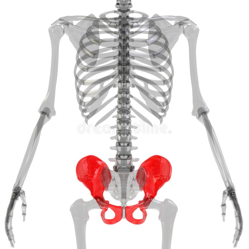 Hip Bone Joints of Human Skeleton System Anatomy 3d rendering royalty free illustration