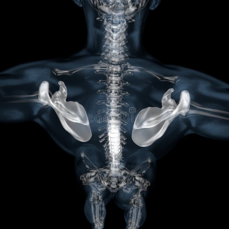3d illustration of human body skeletal scapula vector illustration