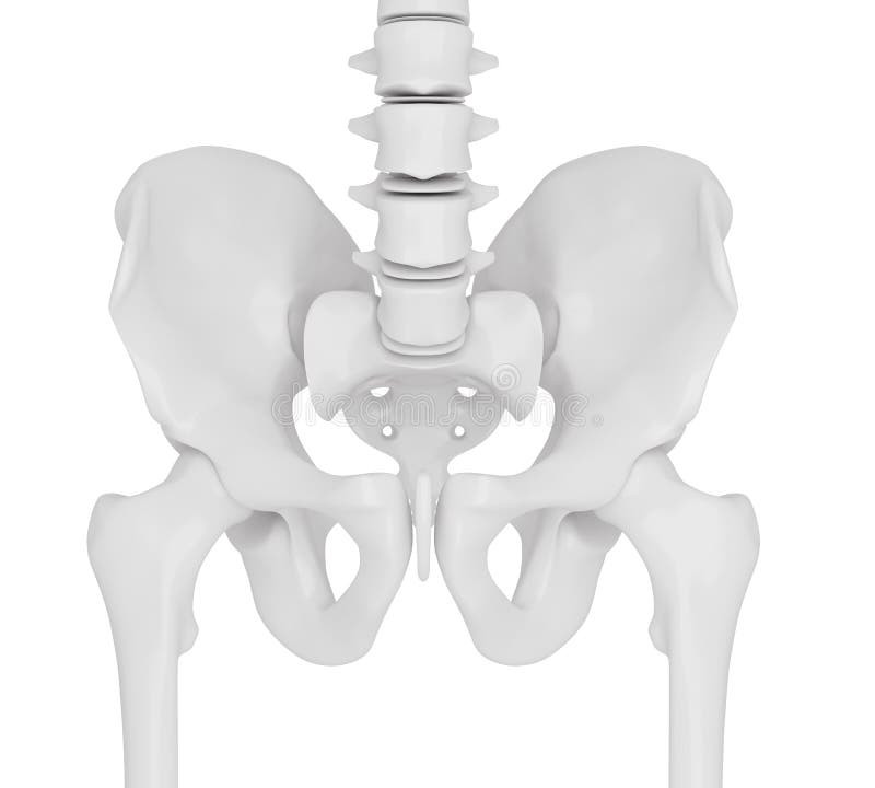 3d illustration of the skeletal hip stock illustration