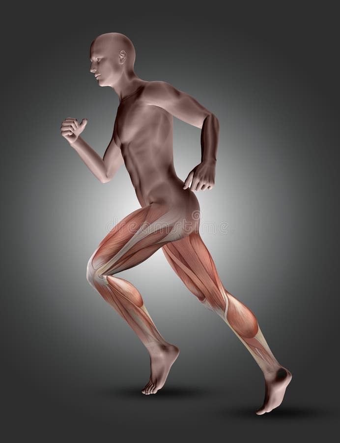 3D male figure in running pose with leg muscles highlighted stock illustration